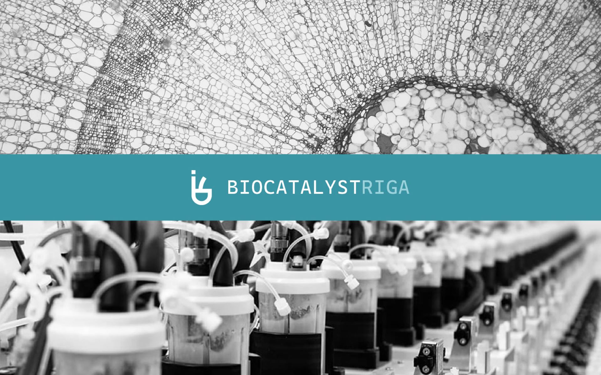 Biocatalyst